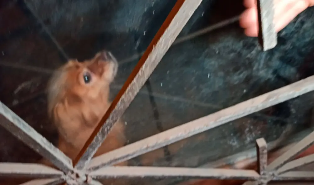 Según contaron los testigos del hecho, el pequeño can lleva tres meses encerrado en el inmueble. Foto: Urpi / La República Según contaron los testigos del hecho, el pequeño can lleva tres meses encerrado en el inmueble. Foto: Urpi / La República