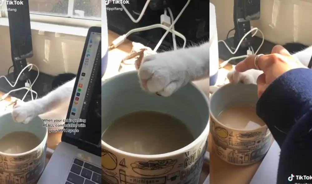La joven al observar cómo dormía su gato decidió retirar la patita del felino de su taza. Foto: captura de TikTok