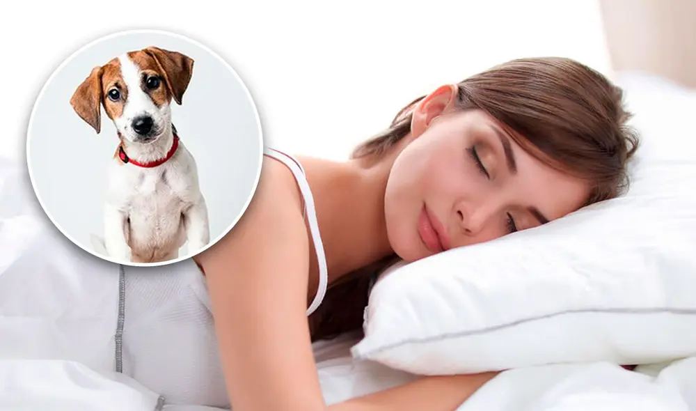 Soñar con un perro puede ser positivo o negativo dependiendo del contexto.