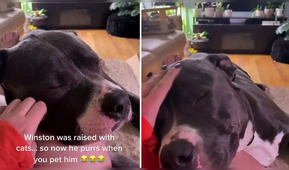 Video publicado por el usuario de TikTok @bethdc7 ha sumado más de 860.000 reproducciones. Foto: captura de TikTok