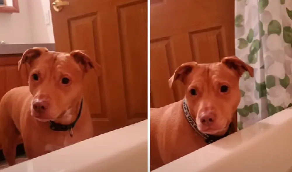 El video viral ha sido compartido en la página BVIRAL. Foto: captura de Facebook