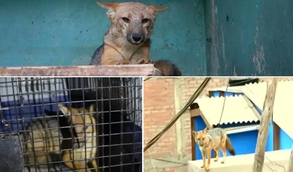 Zorrito Run Run se halla en cuarentena en el Parque de las Leyendas. Foto: composición/Andina/captura Zorrito Run Run se halla en cuarentena en el Parque de las Leyendas. Foto: composición/Andina/captura