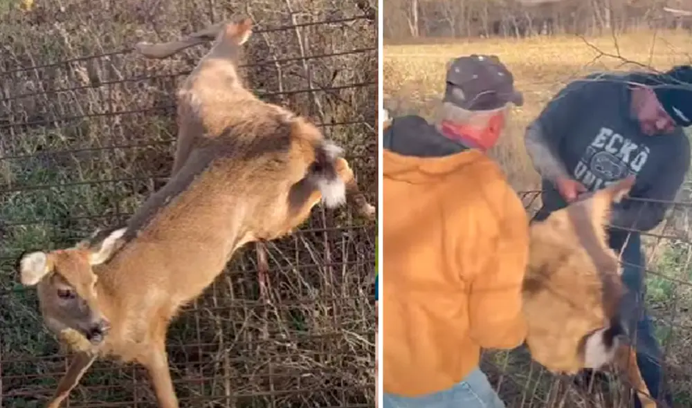El video ha sido compartido en la página ViralHog. Foto: captura de Facebook