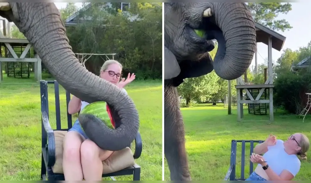 El video fue compartido por el usuario de Instagram @mokshabybee_tigers. Foto: captura de Instagram