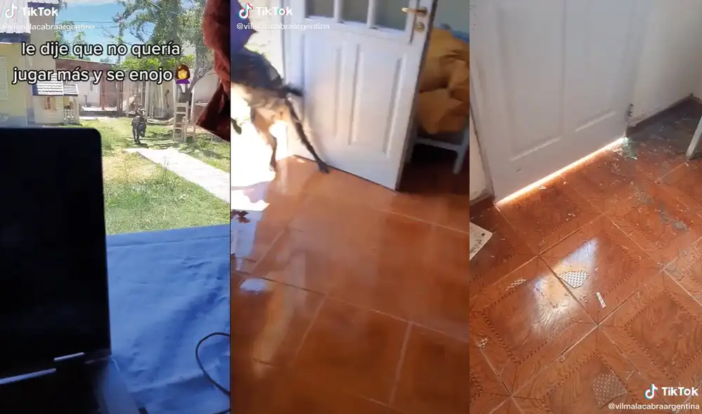 Este animal es muy conocido en esta red social. Foto: captura de TikTok Este animal es muy conocido en esta red social. Foto: captura de TikTok