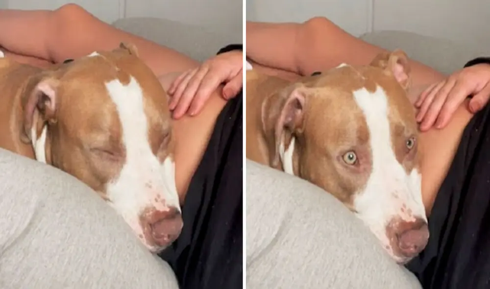 Un perrito se encargó de cuidar a su dueña cuando se enteró de su estado de gestación; sin embargo, no imaginó que se llevaría una tierna sorpresa. Foto: captura de YouTube