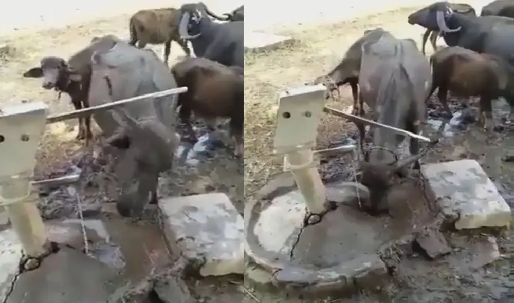 Búfalo sorprende al usar su cuerno para sacar agua de una bomba manual. Foto: captura de TikTok Búfalo sorprende al usar su cuerno para sacar agua de una bomba manual. Foto: captura de TikTok