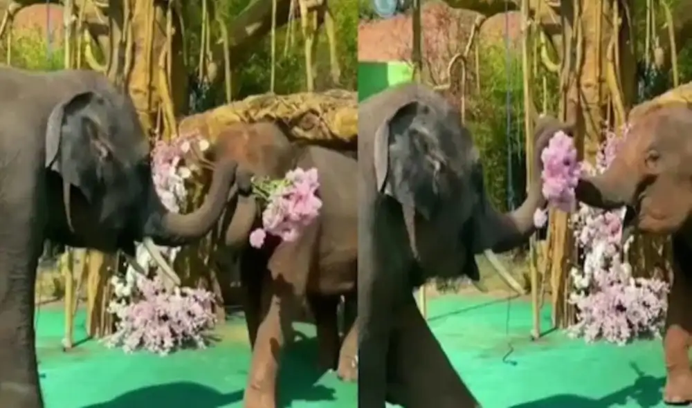 No se sabe con exactitud por qué llevaba el ramo de flores pero los usuarios de TikTok aseguran de que es una propuesta. Foto: captura de TikTok.