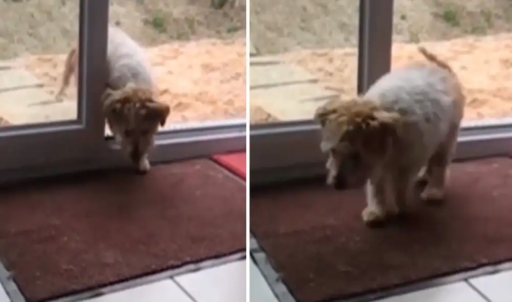 Un joven le enseñó a su mascota a limpiar sus patas antes de entrar a su casa, sin imaginar que este iba a obedecer sus indicaciones a la perfección. Foto: captura de Facebook