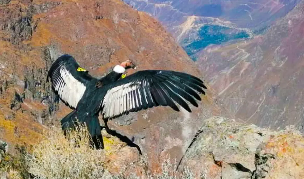 Especialistas estiman que animal ingirió carne de ganado vacuno tratada con medicamentos. Foto: Serfor
