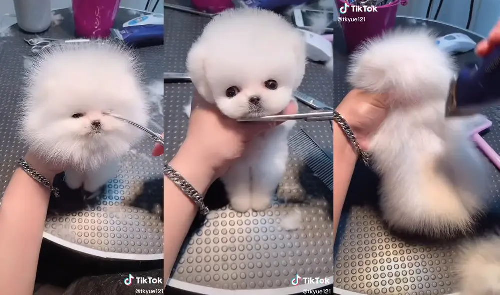 El animal cooperó con su dueña y se quedó quieto todo el tiempo. Foto: captura de TikTok