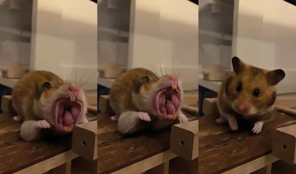 El hámster lleva de nombre Cato. Foto: captura de YouTube