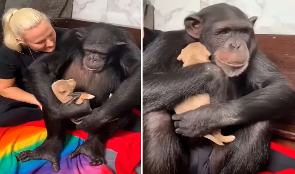 Una mujer acogió a unos perritos y se los presentó a su primate para saber su reacción, sin imaginar que estos se volverían inseparables. Foto: captura de YouTube