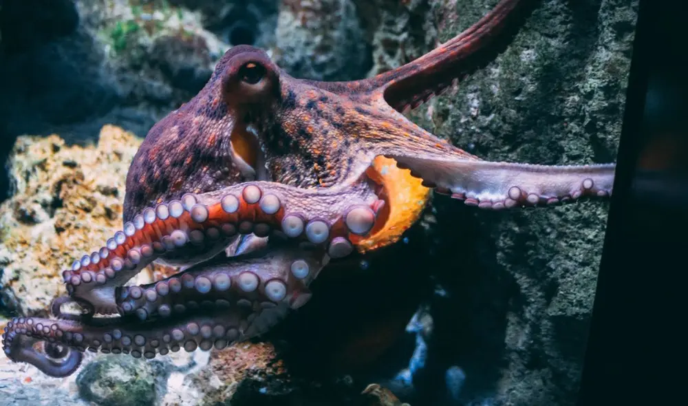 Los pulpos son los invertebrados neurológicamente más complejos según la ciencia. Foto: Unsplash / Diane Picchiottino
