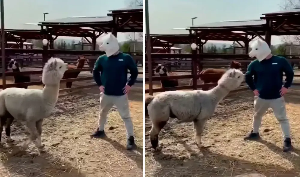 Una llama pensó que había otro animal igual a él en su recinto y empezó a acariciarlo, sin pensar que en realidad se trataba de su dueño. Foto: captura de YouTube Una llama pensó que había otro animal igual a él en su recinto y empezó a acariciarlo, sin pensar que en realidad se trataba de su dueño. Foto: captura de YouTube
