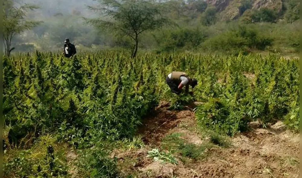 Trabajo de inteligencia permitió hallar las parcelas. Foto: referencial/La República Trabajo de inteligencia permitió hallar las parcelas. Foto: referencial/La República