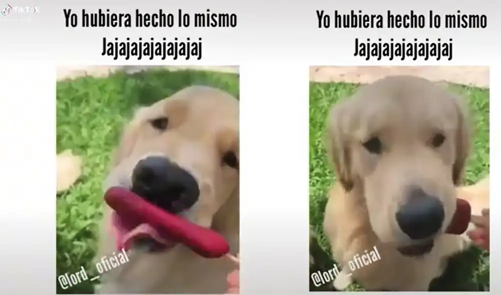 En total fueron tres los perritos que degustaron del aperitivo. Foto: captura de TikTok