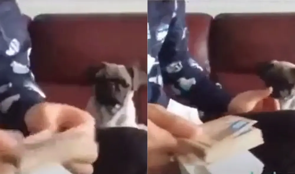 Cada vez que el joven desliza sus billetes, el perro pone la lengua para ayudarlo. Foto: captura de TikTok