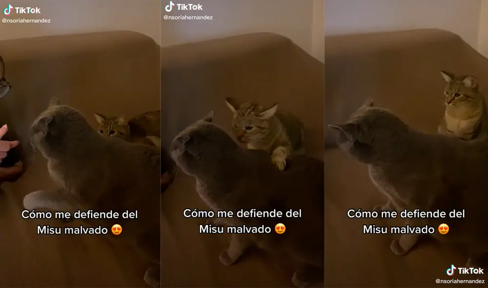 La pequeña minina protegió a la mujer pese a que se sentía intimidada por el otro animal. Foto: captura de TikTok La pequeña minina protegió a la mujer pese a que se sentía intimidada por el otro animal. Foto: captura de TikTok