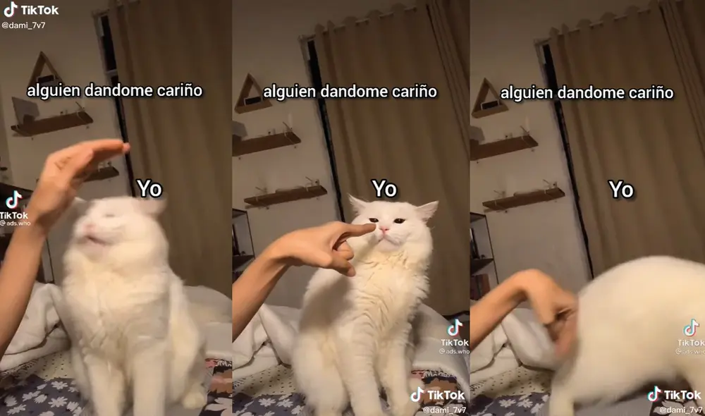 Muchos cibernautas se compararon con el comportamiento que tuvo la gatita. Foto: captura de TikTok