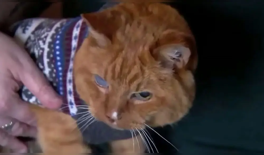 Según su cuidadora, Samm sería dos años mayor que 'el gato vivo más viejo del mundo' que tiene 24 años. Foto: captura de YouTube