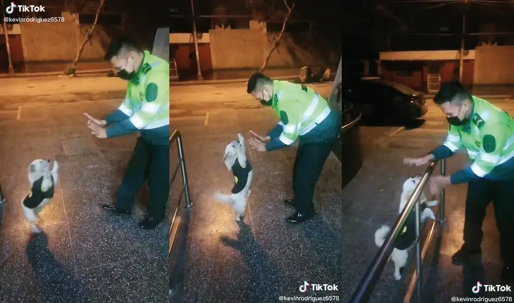 El nombre de este popular perrito es Copito, y ya es una celebridad. Foto: captura de TikTok