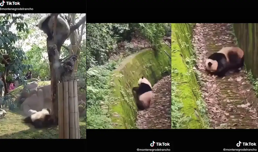 El gracioso suceso fue comparado con serie de televisión. Foto: captura de TikTok