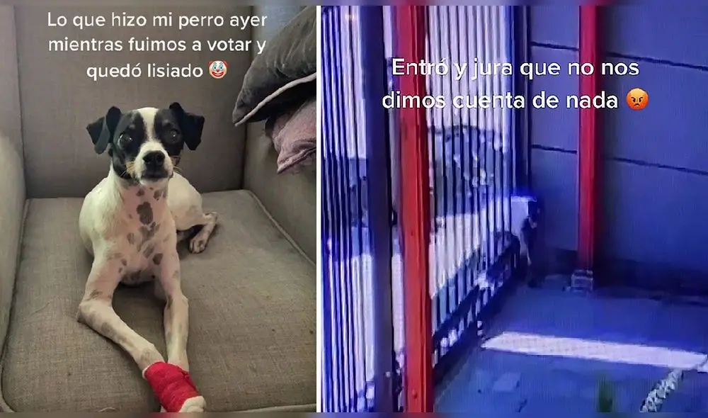 El usuario de TikTok @josefasotomayor compartió la escena de casi 800.000 reproducciones. Foto: captura de TikTok