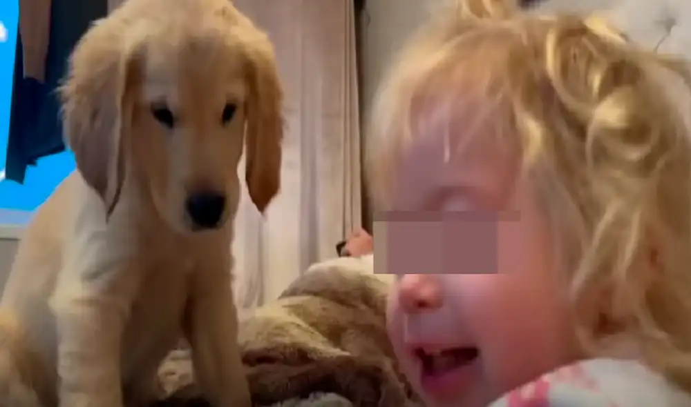 El video ha sido publicado en la página Life with Malamutes. Foto: captura de Facebook