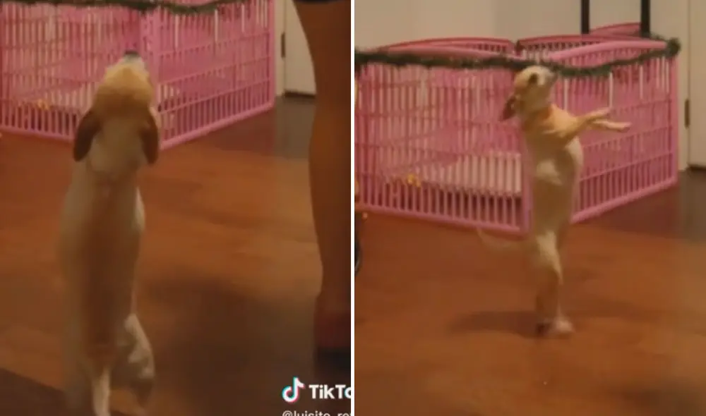 Usuarios de la red social no han parado de comentar la publicación que ya tiene miles de 'likes'. Foto: captura de TikTok