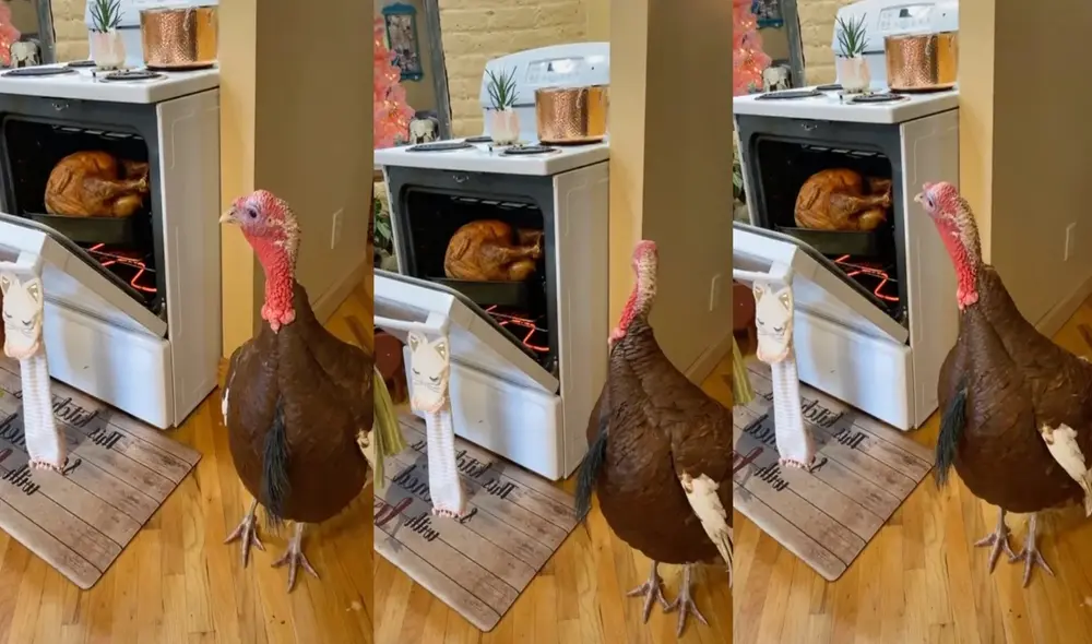 Pavo tiene inesperada reacción cuando ve lo que preparaba su dueña para el Día Acción de Gracias. Foto: captura de TikTok.