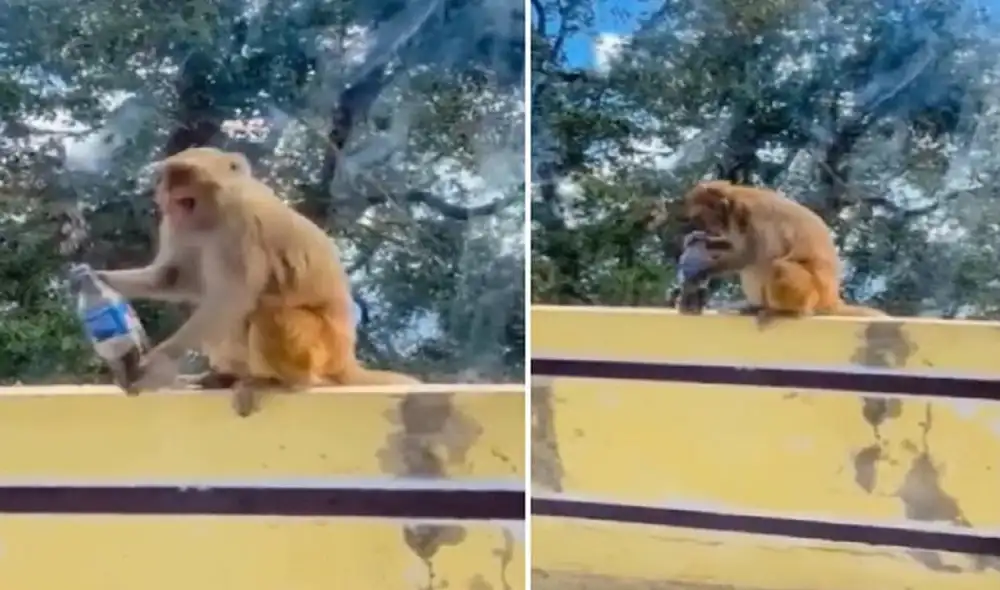 La divertida reacción de un monito al tomar una bebida helada. Foto: captura de TikTok.