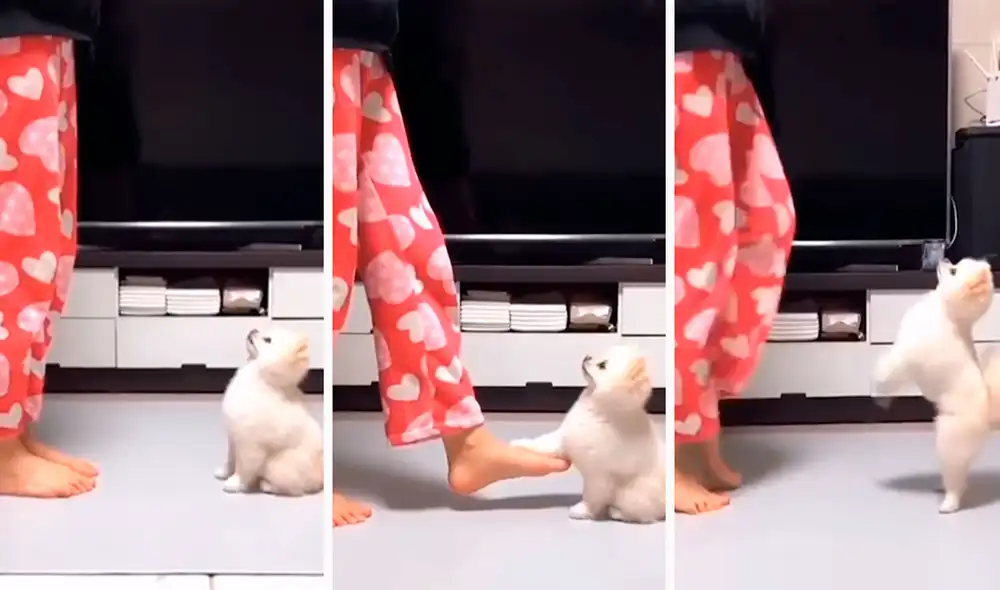 Una joven movió sus muebles para empezar a bailar una pegajosa música, pero se sorprendió cuando su mascota se puso frente a ella para seguir sus pasos. Foto: captura de Facebook