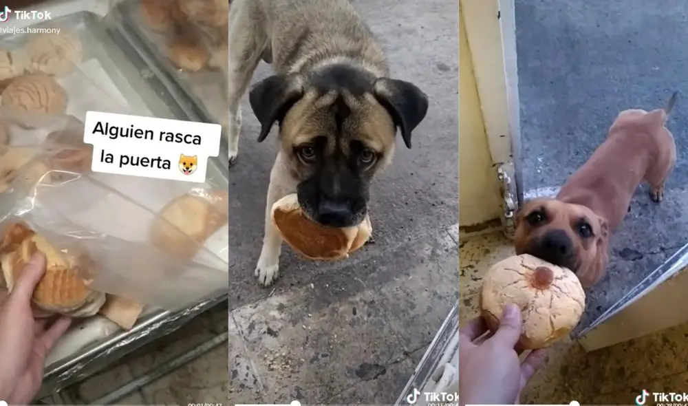 El joven suele regalarle pan a los perritos que tocan su puerta. Esta vez mostró cómo tres animales callejeros ordenadamente recibían comida. Video: captura de TikTok El joven suele regalarle pan a los perritos que tocan su puerta. Esta vez mostró cómo tres animales callejeros ordenadamente recibían comida. Video: captura de TikTok