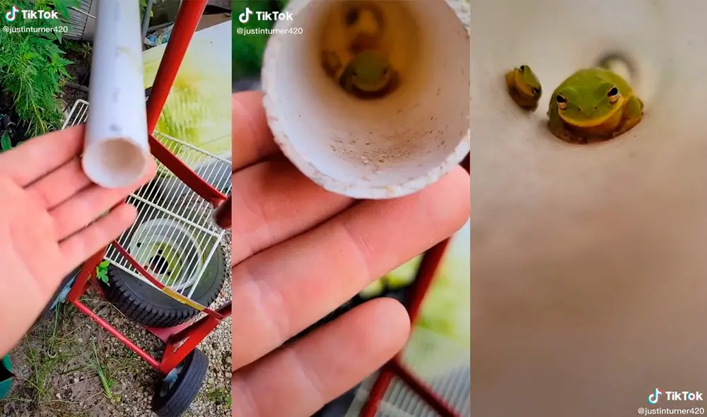 Los adorables animales causaron sensación en las redes sociales. Foto: captura de TikTok Los adorables animales causaron sensación en las redes sociales. Foto: captura de TikTok