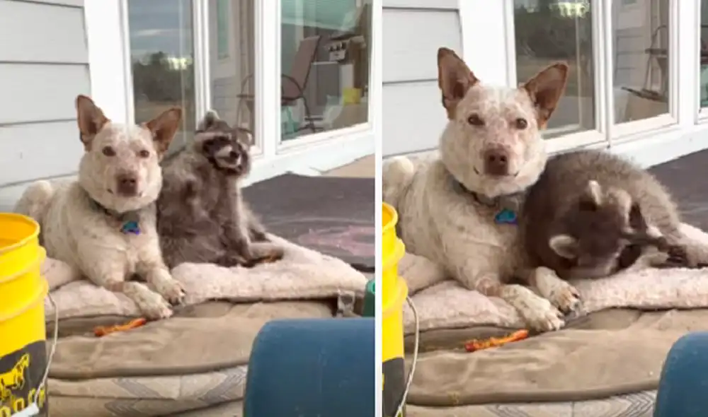 El video ha sido compartido en el canal ViralHog. Foto: captura de YouTube El video ha sido compartido en el canal ViralHog. Foto: captura de YouTube