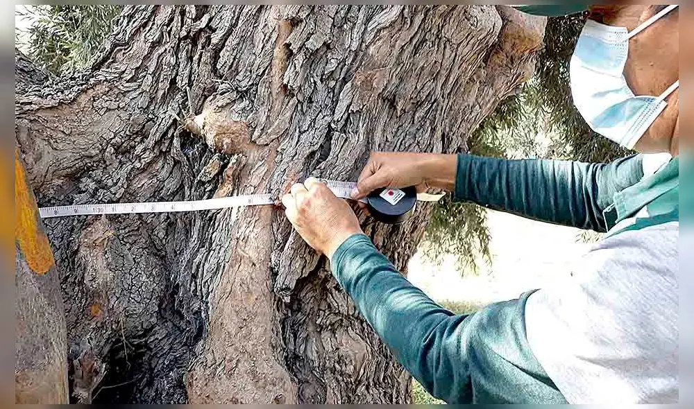 Mayor. Revalorizar olivos centenarios atrae el turismo. Foto: difusión Mayor. Revalorizar olivos centenarios atrae el turismo. Foto: difusión