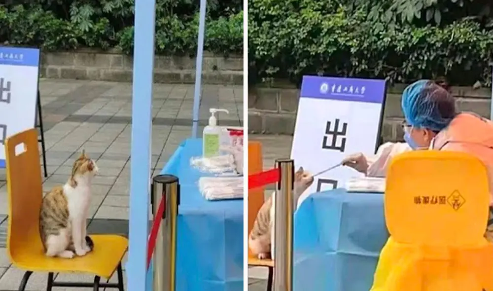 Un gatito aprovechó que no había ningún estudiante para sentarse en una silla dentro del campus luego que vio a un trabajador con su equipo de protección. Foto: captura de YouTube