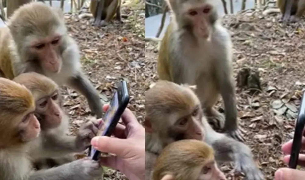 La curiosa reacción de unos monos al ver por primera vez un celular. Foto: captura de TikTok.