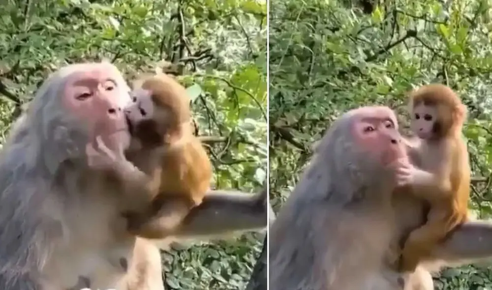 Mamá mona salva a su pequeño y este le agradece con tiernos besos y abrazos. Foto: captura de TikTok.