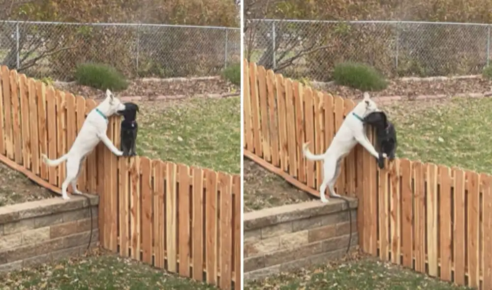 Debido a que una valla separa los patios de sus viviendas, este se ha convertido en el lugar estratégico para encontrarse y jugar un rato. Foto: captura de YouTube