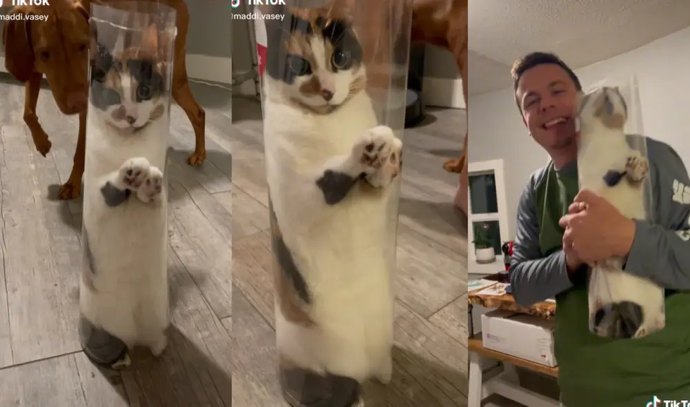 El felino se veía confundido luego de meterse en el pequeño lugar ya que no podía salir. Foto: captura de TikTok