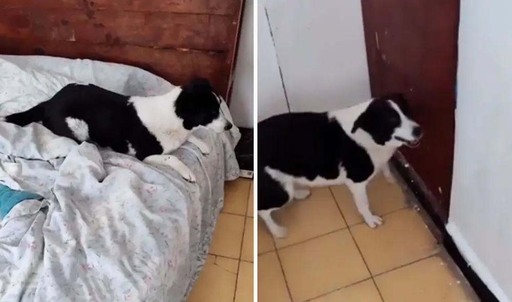 Un joven grabó el preciso momento en que su adorable mascota comenzó a saltar al enterarse que iba a salir para ver a su doctor. Foto: captura de Facebook