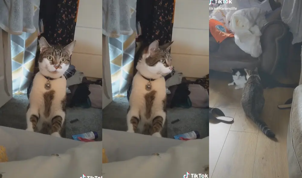 El felino entró a la casa de su vecina sin permiso y se quedó varios minutos observándola dormir. Foto: captura de TikTok
