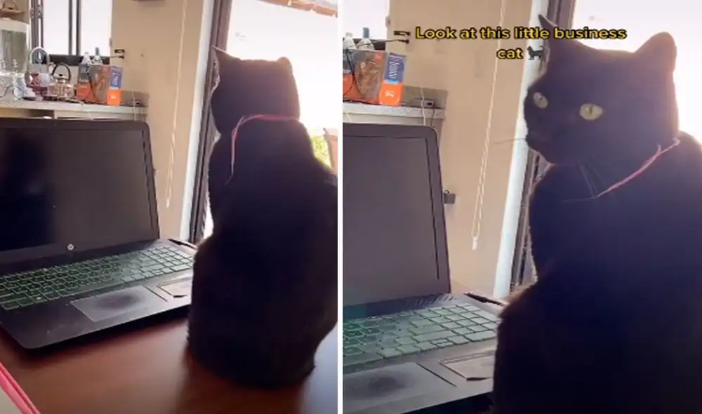 Una joven buscó una solución para trabajar de manera tranquila en casa, debido a que su felino se echa encima de su laptop a diario. Foto: captura de TikTok
