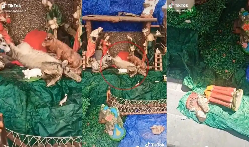 Varios usuarios consideraron tierno el accionar de la mascota y hasta afirmaron que debería estar en el nacimiento por ser un 'animalito de Dios'. Foto: captura de TikTok