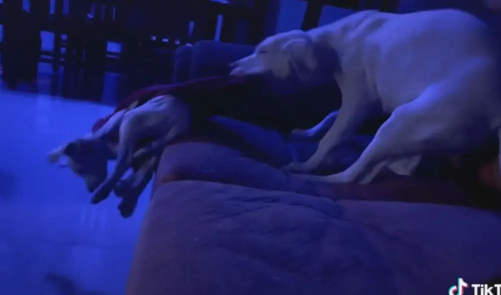 Tras publicar este video en sus redes sociales, el clip logró volverse tendencia rápidamente. Foto: captura de TikTok Tras publicar este video en sus redes sociales, el clip logró volverse tendencia rápidamente. Foto: captura de TikTok