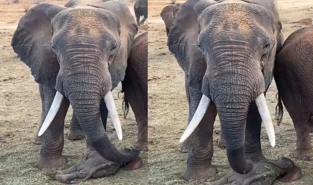 Mamá elefante vigila atentamente a su bebé mientras toma una siesta. Foto: captura de TikTok.