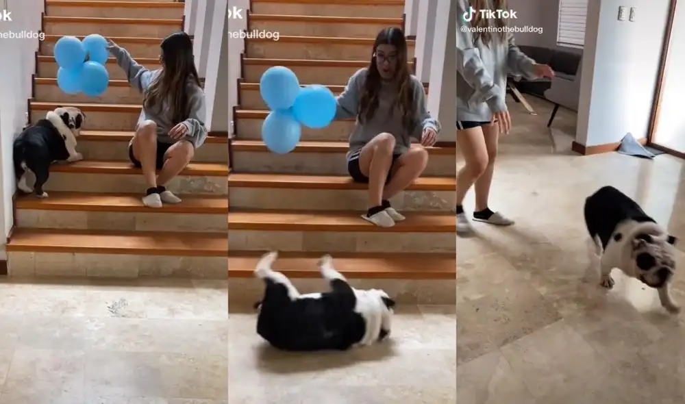 La usuaria también comparte videos de otros bulldogs que su mascota suele conocer en sus paseos diarios. Foto: captura de TikTok