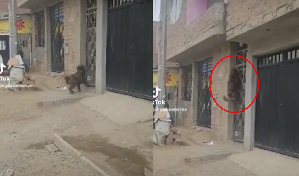 El video viral de TikTok obtuvo más de 52.000 visualizaciones. Foto: captura de TikTok